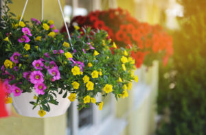 multi-colored flower hanging baskets