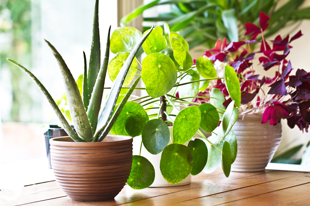 Low Maintenance Indoor Plants to Brighten Your Home