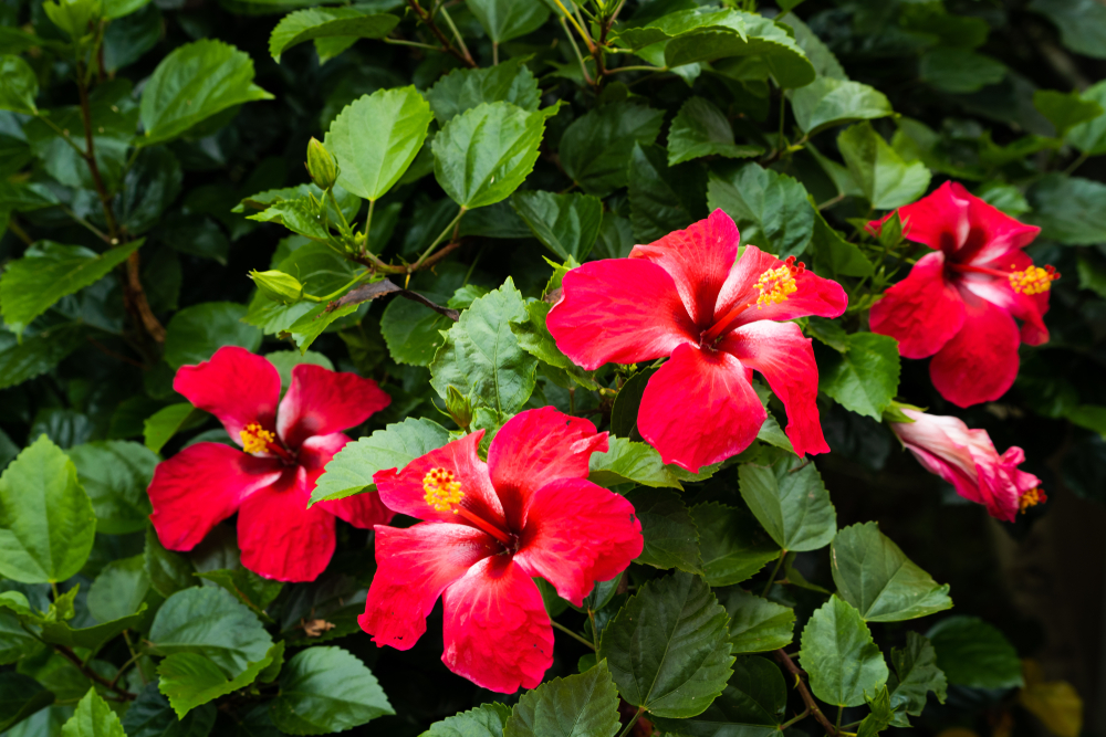 Red hibiscus perennial plant