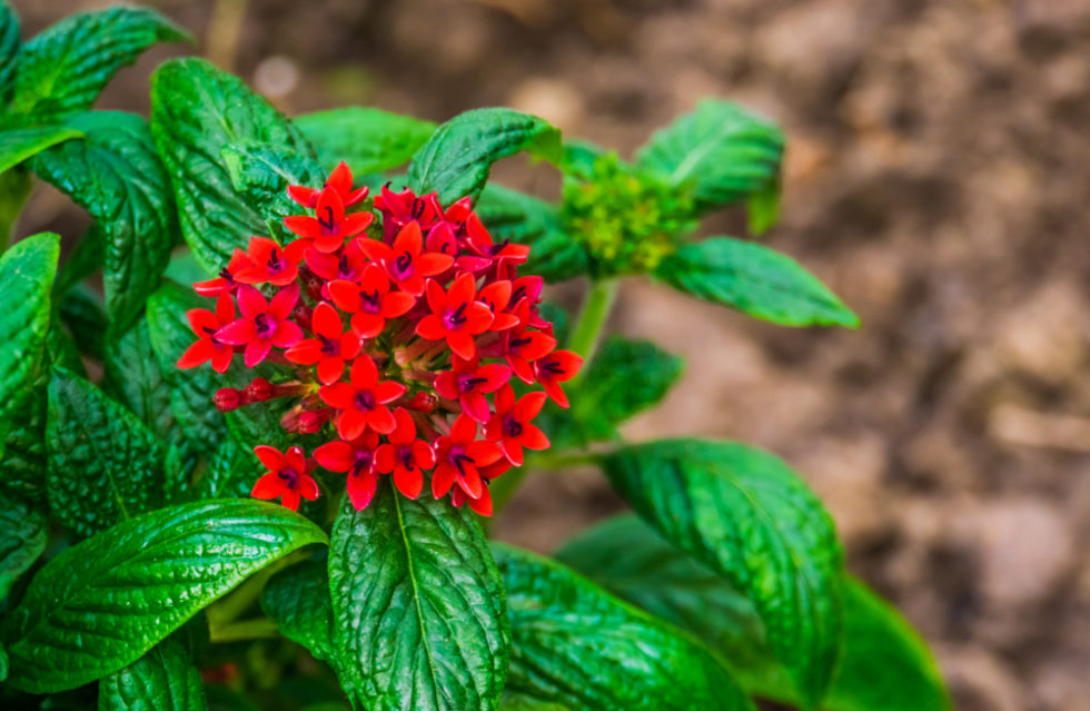 7 Best Perennials For Florida To Add To Your Garden This