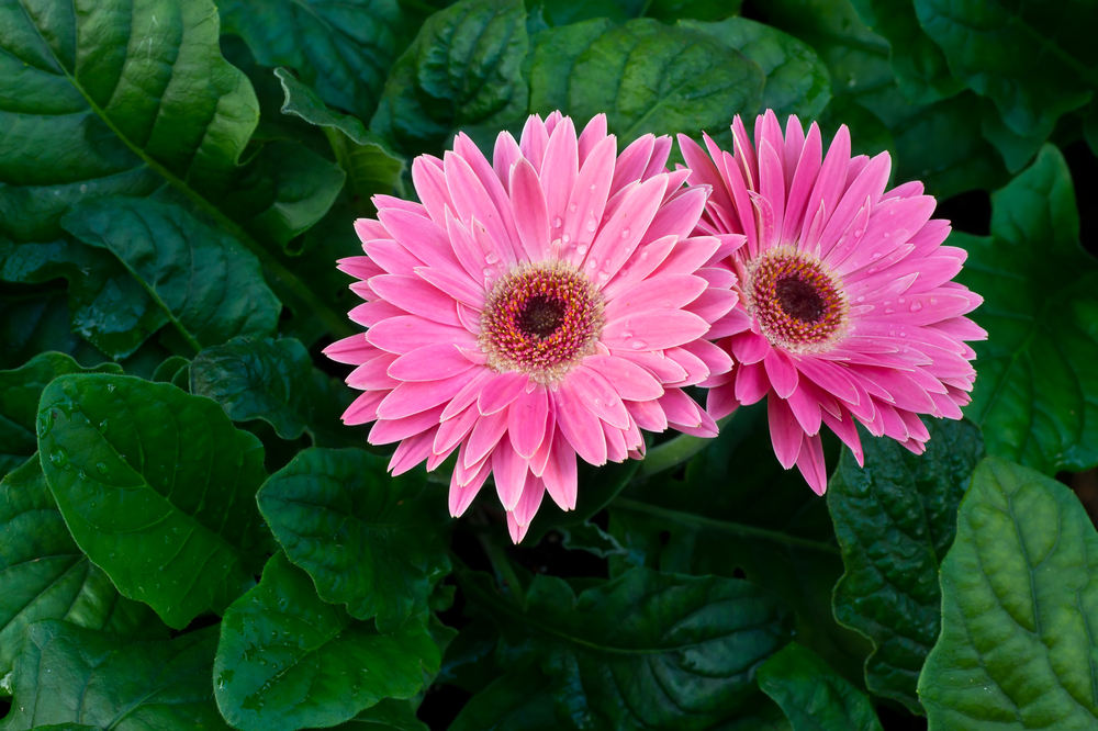 two large pink gerbera daisies